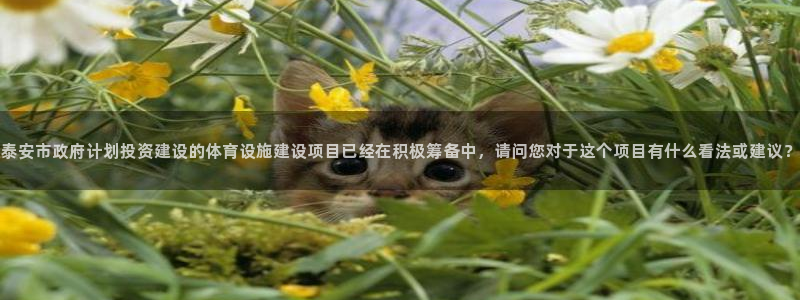 意昂4娱乐平台：泰安市政府计划投资建设的体育设施建设